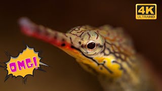 Dragonface Pipefish  Ocean life Sea animals  Marine animals  Nature documentary [upl. by Etz]