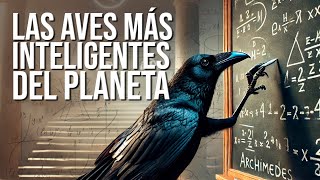 ¿Son Los Cuervos Más Inteligentes Que Tu Hijo De Siete Años [upl. by Beeson]