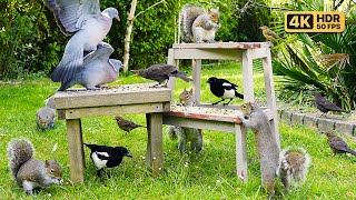 NO ADS Cat TV for Cats to Watch 🕊 Squirrels amp Birds Squabble Over Food 😹 Videos for Cats  4K HDR [upl. by Anahc]