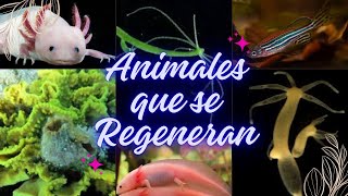 Animales que se regeneran regenerative regeneracioncelular [upl. by Alihs]