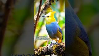 Small Bird  Long tailed Silky flycatcher  birds shorts ytshorts birdspecies [upl. by Alexandra965]