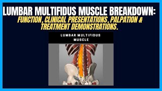 Lumbar Multifidus Breakdown  A Main Culprit Of Low Back Spasms amp Pain [upl. by Henson459]