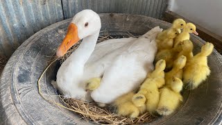 Amazing Pekin Duckling Hatching From Eggs  Nee Baby Duck Born [upl. by Eanyl]