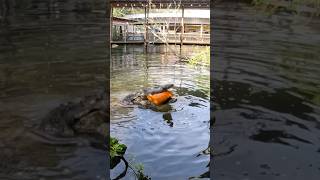 Did you know crocodilians have over 2000 PSI per bite shorts youtubeshorts pumpkin halloween [upl. by Bohs]