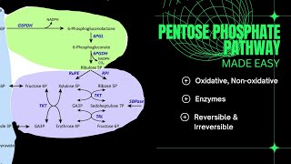 Pentose Phosphate PathwayMETABOLISM [upl. by Dawn]