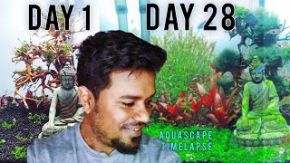 PLANTED TANK AQUASCAPE TIMELAPSE HD IMAGES [upl. by Saundra83]