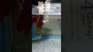 Red betta fish for sale redbetta [upl. by Solhcin206]