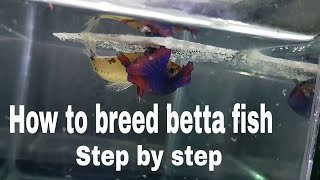 How to breed betta fish Step by step  More Detailed Easy Way Of Breeding a Betta Fish [upl. by Nagud]