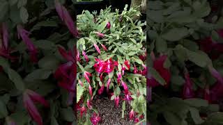 100 year old Schlumbergera Christmas Cactus in bloom shorts cacti cactus succulents [upl. by Uhp]