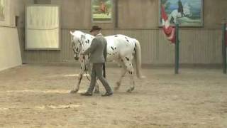 Video Bent Branderup Akademische Reitkunst  wwwBodenarbeitOnlinede [upl. by Charmaine]