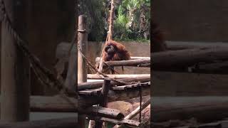 Male Bornean Orangutan  Vbucksamuel [upl. by Lalaj]