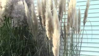 PAMPAS GRASS INFO AND TIPS [upl. by Aryl]