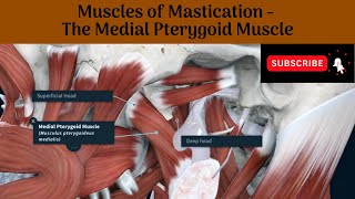 Medial Pterygoid Muscle  Origin  Insertion  Nerve Supply  Actions  Relations [upl. by Annawahs211]