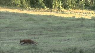 ▶ fox hunting with tikka m55 222 REM Norway YouTube [upl. by Zebada]