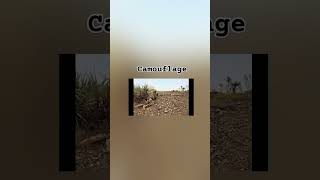 What is camouflage [upl. by Ahtan]