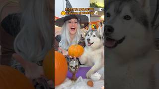 RICETTA dei DOLCETTI a forma di ZUCCA🎃😋🐶 ricetta cibo food halloween cane dog [upl. by Sane740]