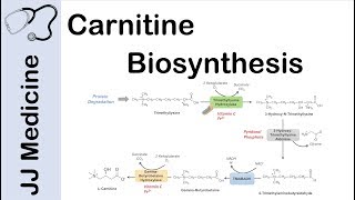 Carnitine Biosynthesis Pathway [upl. by Berck]