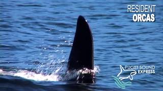 Puget Sound Express Whale Watching [upl. by Ytsur]