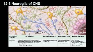 Neuroglia [upl. by Thibaut]