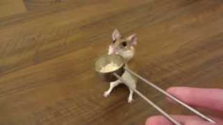 how to teach a mouse to spin on cue [upl. by Ennoval]