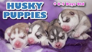 Husky Puppies newborn  SUPER CUTE 🐺😂 [upl. by Ahsenid]