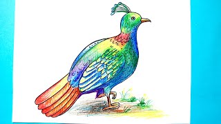 How to draw Danfe Lophophorus national bird easily Munal drawing [upl. by Ressay]