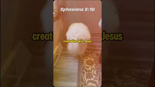 dogsofyoutube bibileversetoday puppy bibleverse [upl. by Ainitsirk]