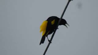 Arrendajo Culiamarillo Cacicus cela Yellowrumped Cacique [upl. by Parks]