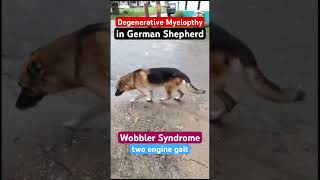 Wobbler Syndrome in dogsDegenerative myelopathy in the German Shepherd dog [upl. by Hasin]