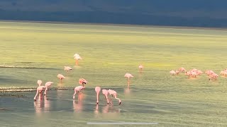 African Safari Ngorongoro Crater Tanzania [upl. by Aneehsirk]