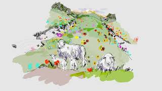 Herdwick in flowerfields [upl. by Aneras]