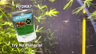 Using NO PLANARIA to get rid of my HYDRA  Did it work [upl. by Colas550]