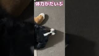 超大型犬KING８歳リンパ腫との戦い。良くも悪くも、、、超大型犬 shorts [upl. by Willette]