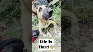 Again Rabies Infected Dog 😱  minivlog [upl. by Lienad]