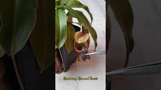 Feeding my Nepenthes a beautiful Moth 🦋 nepenthesplant pitcherplants carnivorousplants nepenthes [upl. by Erasmo108]