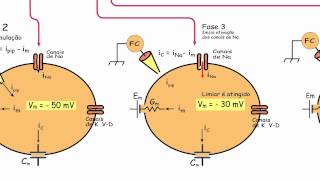 Biofisica de Membranas  Aula 31  Potencial de ação 1 [upl. by Aned]