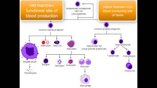 Immunology  introduction [upl. by Onairotciv]