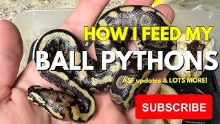 Rodent Breeding Tips amp Tricks  HUGE Updates‼️ [upl. by Adiaj]