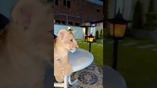 Lion Lover vlog [upl. by Eleets]