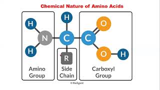 Chemistry of Amino Acids and Proteins 1 [upl. by Amian]