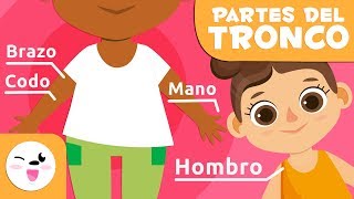 Las partes del cuerpo humano  El torso  Vocabulario para niños [upl. by Ottinger]