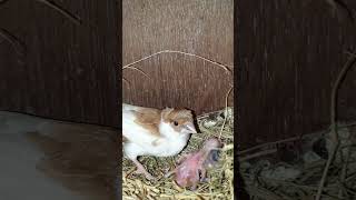 society finch successfully Foster two Cherry finch baby [upl. by Acessej]