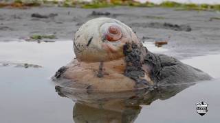 Moon Snail in Puget Sound Seattle and Egg Pod Unusual Sea Creature on Alki Beach Predatory Gastropod [upl. by Schwerin]