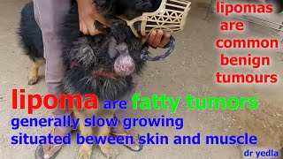 canine fatty tumor or lipomas or lumps naturediagnosistreatment options [upl. by Nivac]