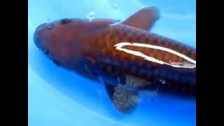 10 LARGEST JUMBO KOI fish in the world [upl. by Nirad378]