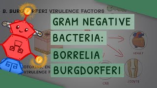 Borrelia burgdorferi Lyme disease [upl. by Tonina]