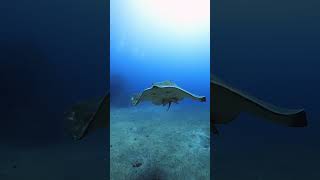 World Ocean Day submarine tenerife ocean stingrays [upl. by Waylan]