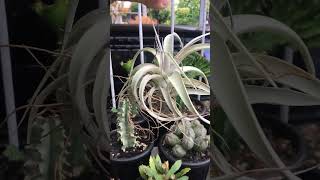 Tillandsia Xerographica airplants tillandsia [upl. by Ocihc]