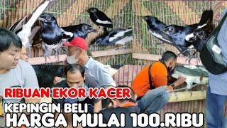 RIBUAN EKOR KACER HARGA MULAI 100RIBU JADI KEPINGIN [upl. by Desta]