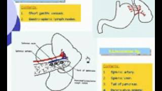 20 Abdomen Gastrosplenic ligament Azhar Medicine com [upl. by Koblick]